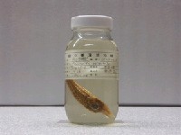 藏品(東方黃魴)的圖片